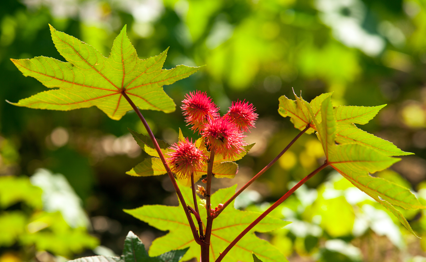 The Ultimate Guide to Castor Oil's Benefits for Skin and Haircare ...