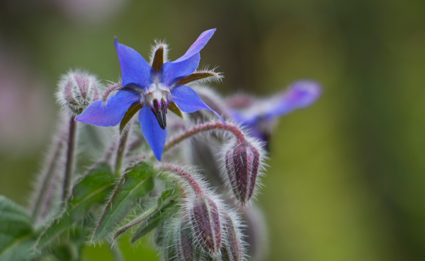 Miraculous Benefits of Borage Oil for Your Skin Care Routine