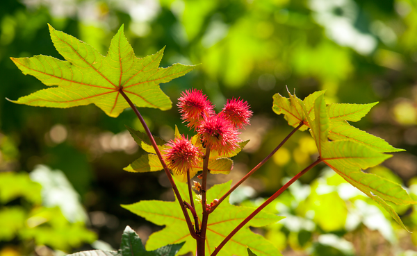 Discover the Benefits of Castor Oil for Beautiful Skin and Hair